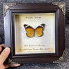 A framed art piece featuring a real butterfly specimen with the text Carpe Diem inside.