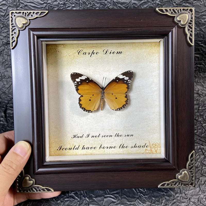 A framed art piece featuring a real butterfly specimen with the text Carpe Diem inside.