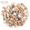 Natural Sea Snail Shell Beads for DIY Jewelry Making