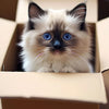 A fluffy, blue-eyed orange and white Persian kitten is sitting inside a cardboard box.