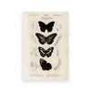 A botanical illustration featuring various butterfly and insect specimens on a light background.