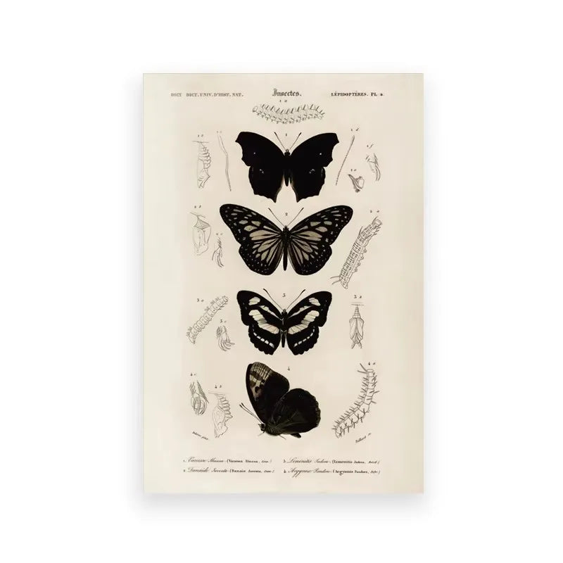 A botanical illustration featuring various butterfly and insect specimens on a light background.