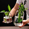 A hand holds a clear glass hydroponic vase containing green plants on a black background.