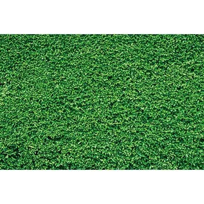 Vibrant green artificial turf or grass texture used as a photography backdrop.