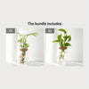 Deux pots en verre contenant des plantes d'intérieur, montrés côte à côte.