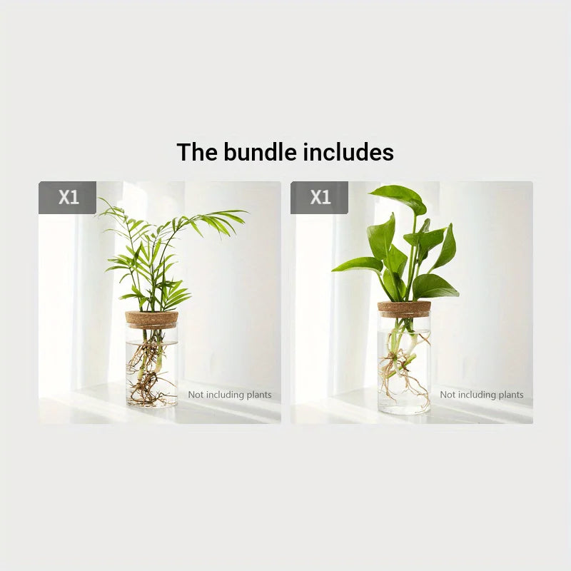 Deux pots en verre contenant des plantes d'intérieur, montrés côte à côte.