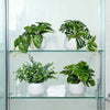 A glass cabinet displaying various artificial bonsai succulent plants in white pots.