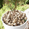 A white pot filled with twenty realistic resin mini skulls for garden decor, set of 20.