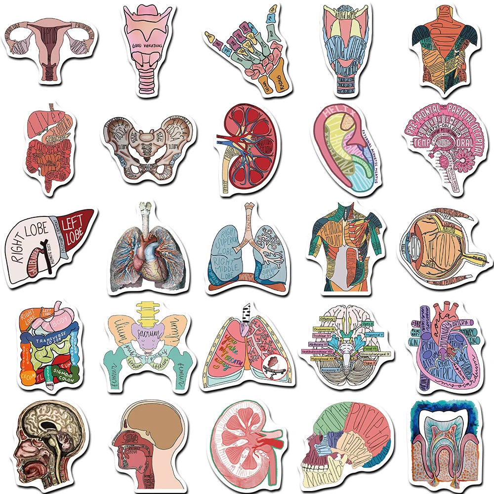 A collection of detailed anatomy and physiology diagrams, including skeletal, muscular, and organ illustrations.