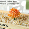 An orange succulent bonsai ball with a green stem rests on a wooden tray filled with small pebbles.