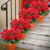 A row of vibrant red artificial geranium flowers in orange pots displayed on outdoor steps.