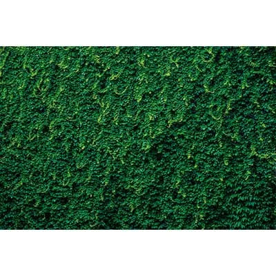 Dense, vibrant green tropical jungle leaf photography backdrop for parties and studio shoots.