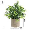 A lush green eucalyptus plant in a rustic gray pot, measuring 25cm high.