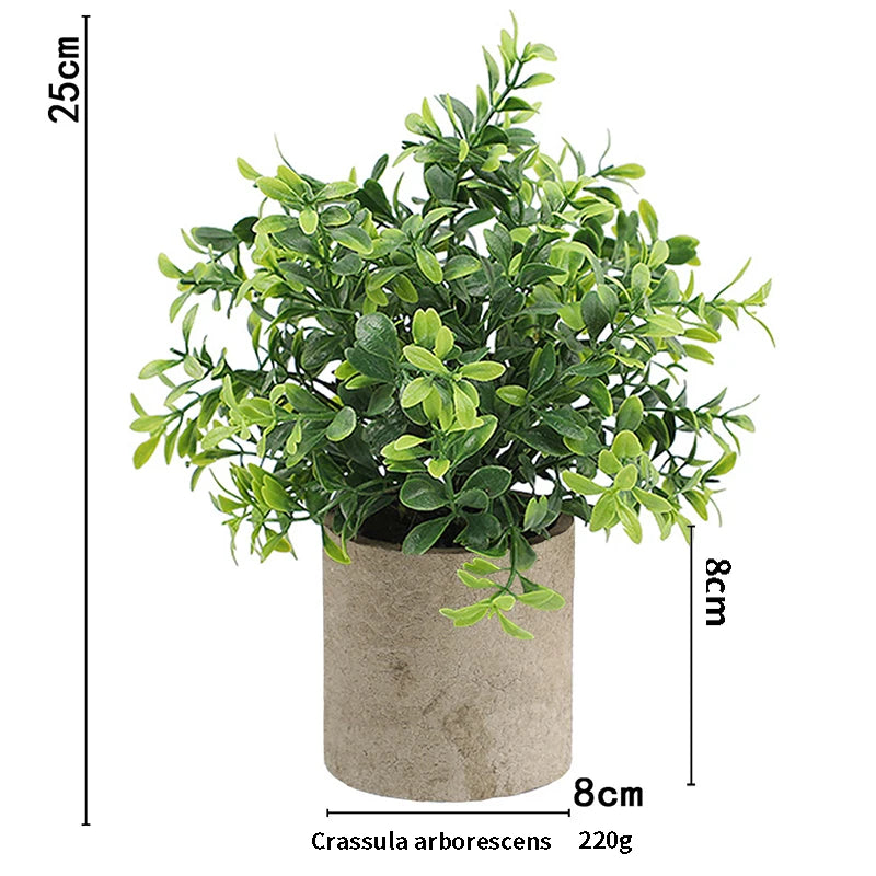 A lush green eucalyptus plant in a rustic gray pot, measuring 25cm high.
