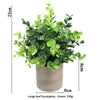 A potted green eucalyptus plant with small leaves in a rustic gray pot.