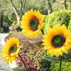 A bright yellow sunflower with a dark center is shown in a garden setting.