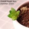 Artificial Succulent Bonsai for Desk & Home Decor