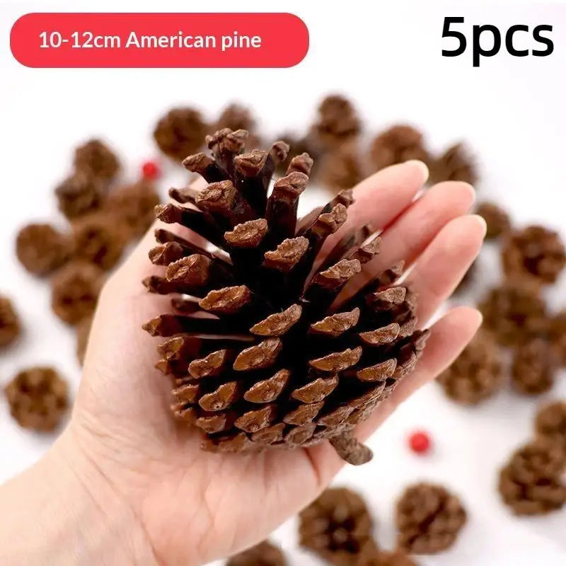 Five natural dried American pine cones are held in a hand against a white background.