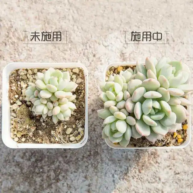 Comparison of plant fertilizer usage showing a plant in unused granular slow-release fertilizer and one in used fertilizer.
