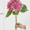 A pink hydrangea flower branch with green leaves is shown against a white background.