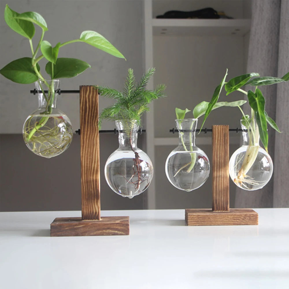 Pots en verre et bois modernes contenant des plantes vertes sur une surface blanche.