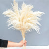 A hand holds a bouquet of natural dried pampas grass with feathery plumes against a gray background.