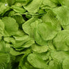 A close-up view of bright green artificial silk rose petals for events.
