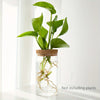 Un pot en verre contenant une plante verte feuillue avec des racines visibles, sur fond blanc.