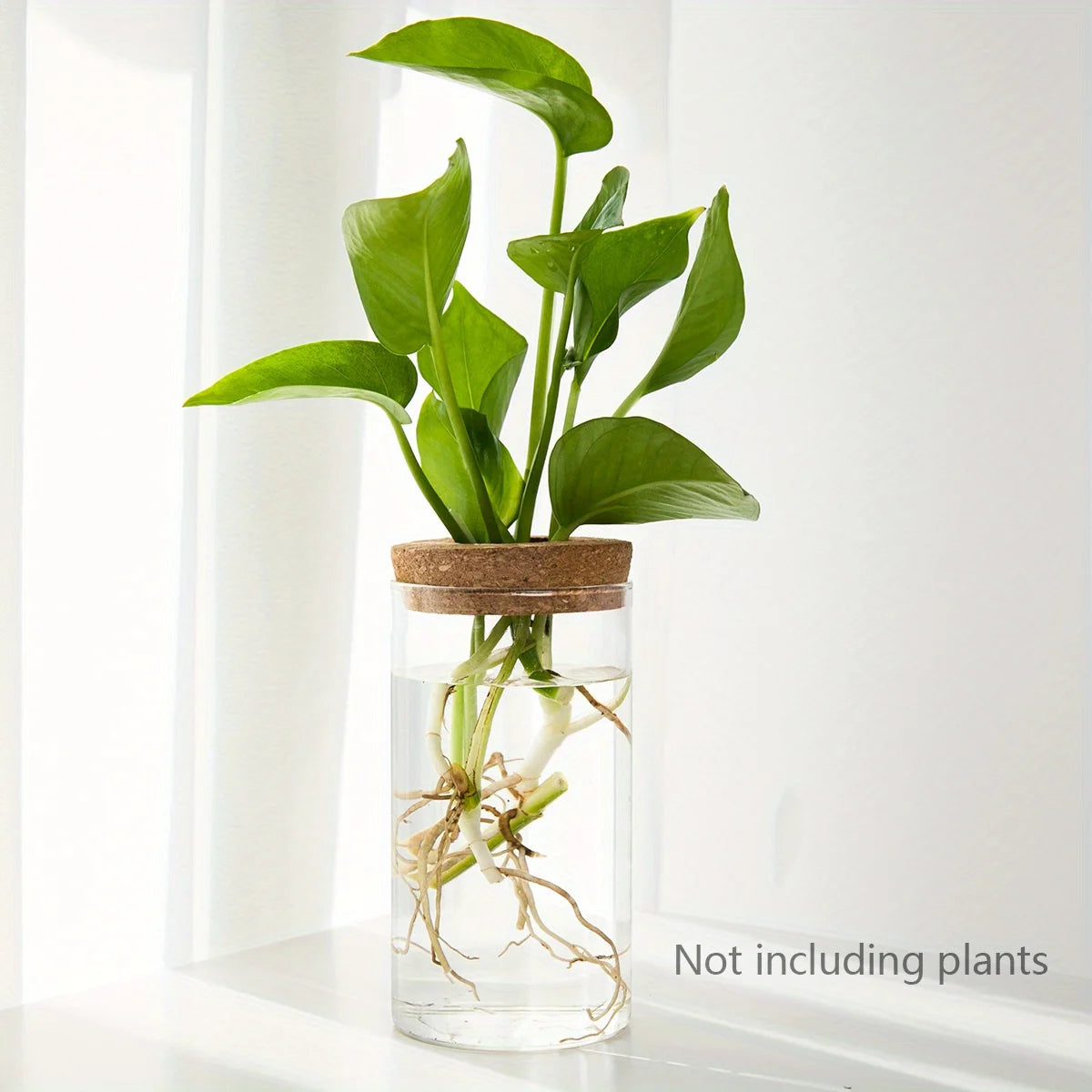 Un pot en verre contenant une plante verte feuillue avec des racines visibles, sur fond blanc.