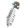 A realistic gray 3D dinosaur skeleton plush costume for kids.