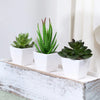 Set of 3 Artificial Evergreen Bonsai Plants