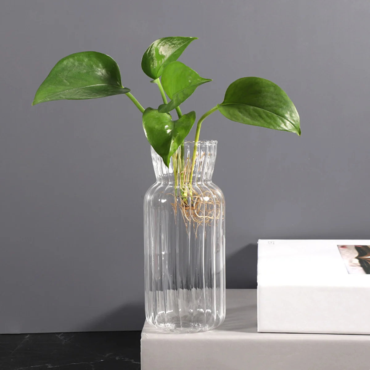 A glass vase holds a green plant with large leaves against a gray background.