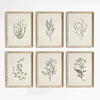 A set of six framed botanical line drawings on canvas prints featuring various wild plants.