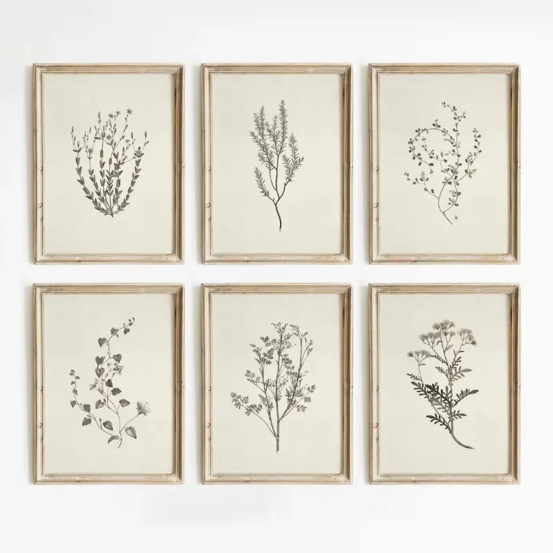 A set of six framed botanical line drawings on canvas prints featuring various wild plants.