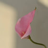 A single pink calla lily bloom on a green stem against a soft, light background.
