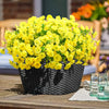 A potted arrangement of bright yellow artificial morning glory flowers and green eucalyptus stems on a wooden surface.