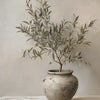 A potted olive branch with silvery-green leaves displayed against a light wall.