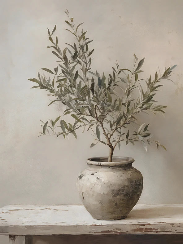 A potted olive branch with silvery-green leaves displayed against a light wall.