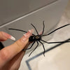 A hand holds a black realistic spider magnet with white accents against a light background.