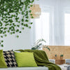 A green artificial ivy leaf garland hangs near a window in a bright room decorated with natural textures and soft fabrics.