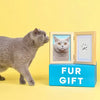 A gray cat stands next to a wooden box labeled FUR GIFT, with an open frame showing a paw print.
