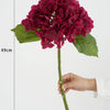 A deep magenta hydrangea flower cluster on a green stem, shown next to a measurement scale.