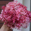 A bouquet of pink dried hydrangea florets clustered together.