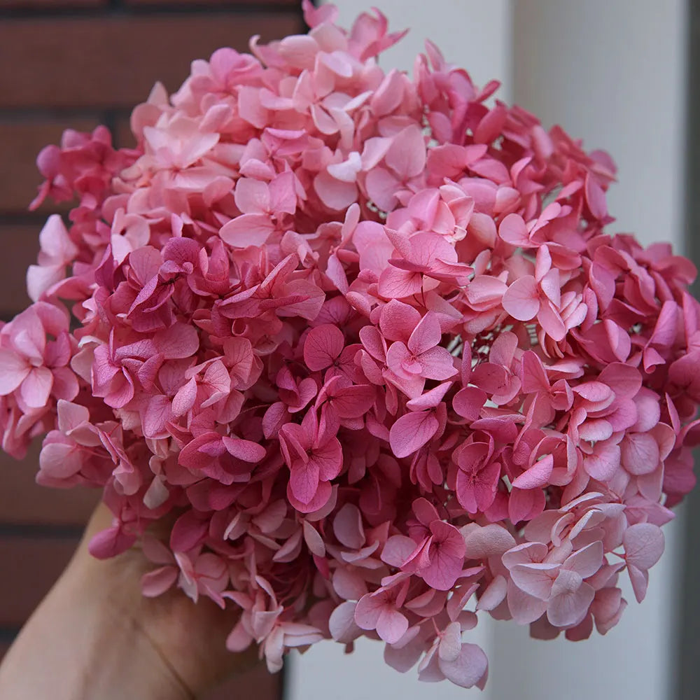 A bouquet of pink dried hydrangea florets clustered together.
