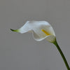 A white calla lily flower with a yellow center and green stem.