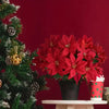 A bouquet of realistic artificial red poinsettias in a black pot displayed on a white surface next to a Christmas tree.