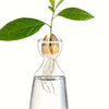 Avocado seed growing kit showing a seedling with roots in a glass vase
