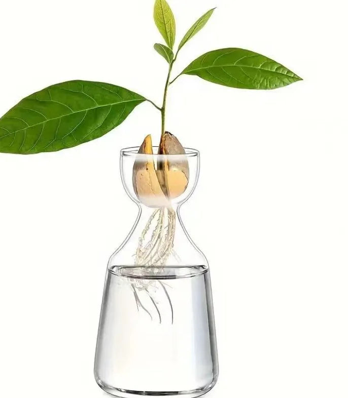 Avocado seed growing kit showing a seedling with roots in a glass vase