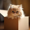 A fluffy, light orange Persian kitten is peeking out of a cardboard box.