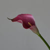 A deep magenta calla lily flower with a pale green stem against a neutral gray background.